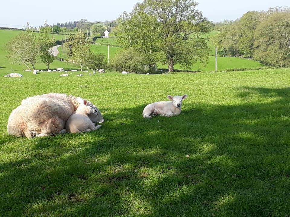 Ewe Retreat Shepherds Hut Hereford Exterior foto